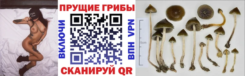 Псилоцибиновые грибы Psilocybe Добрянка